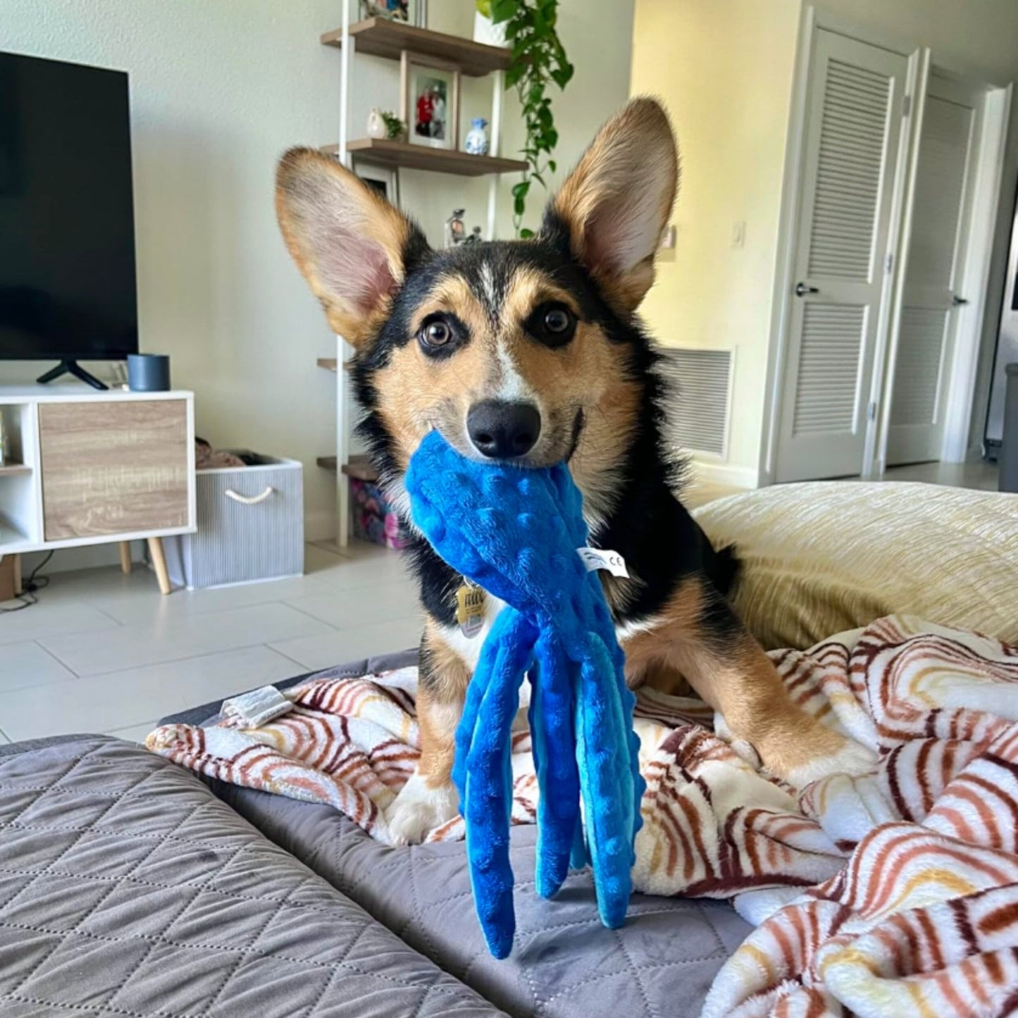 chew-proof octo toy