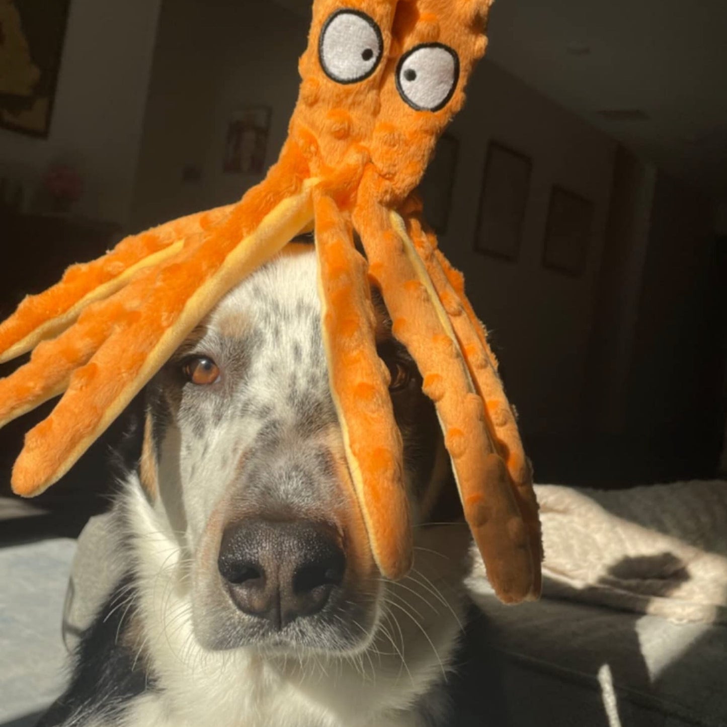 chew-proof octo toy